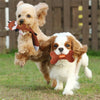 Lovely Plush Pet Dog Toy Bones - Fun, Teeth Cleaning Entertainment and Squeaky Chew Toy for Puppies
